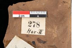Foto (Detailansicht) von Pinus rigios Unger (NHMW-GEO-2024-0188-0278)